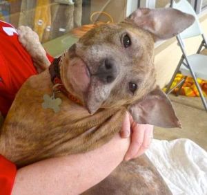All Star Pet Rescue