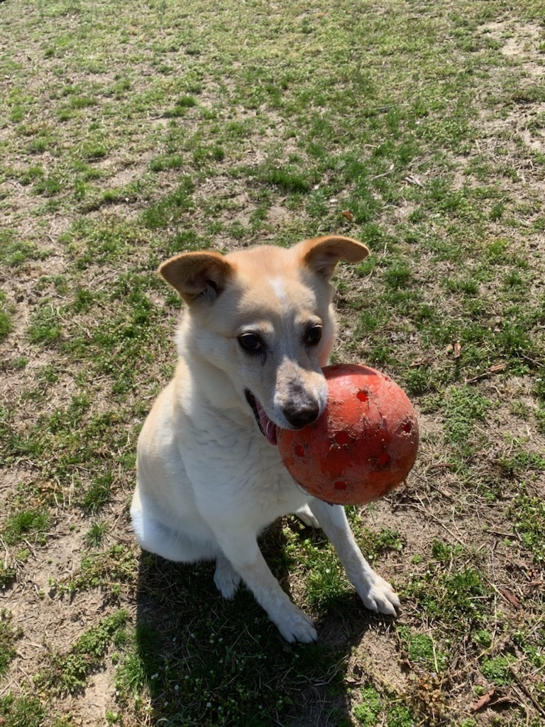 The Animal Welfare Society of Cape May County