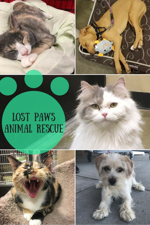 Lost Paws Animal Rescue