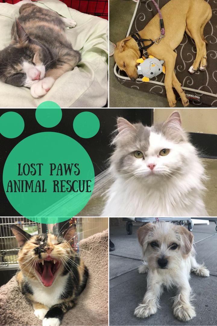 Petfinder lost hot sale pets