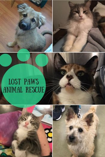 Lost paws hot sale animal rescue