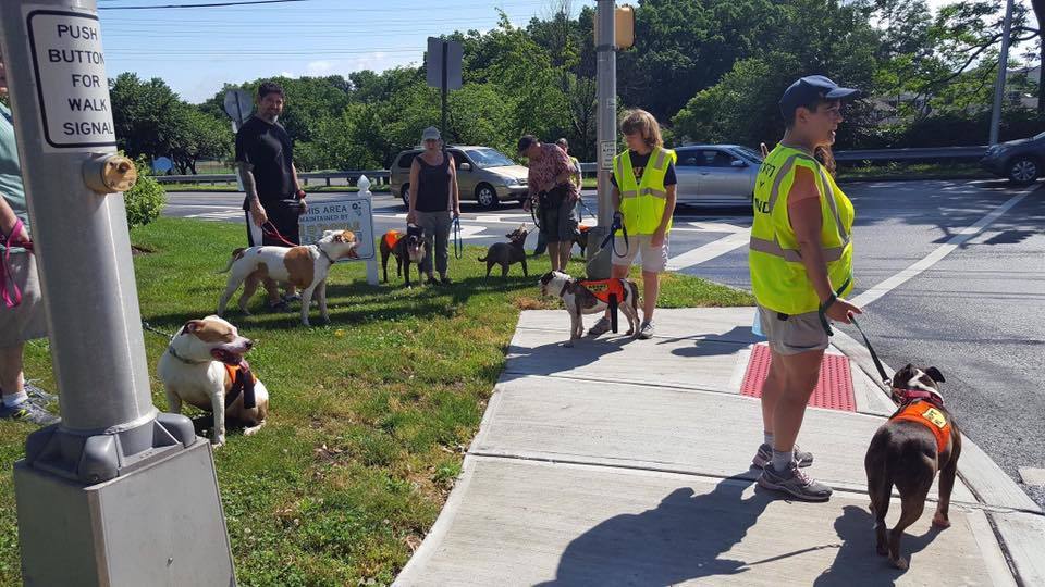 Pets for Adoption at Bloomfield Animal Shelter John A. Bukowski