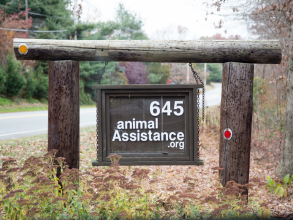 Animal Assistance