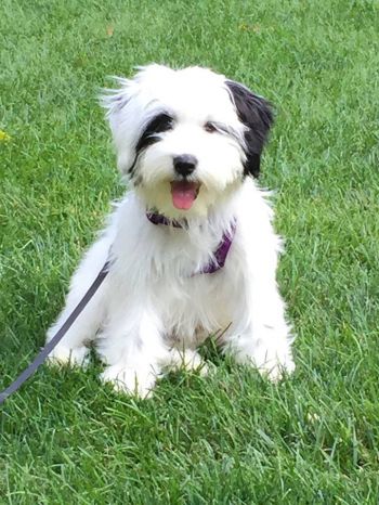 Tibetan terrier for store rehoming