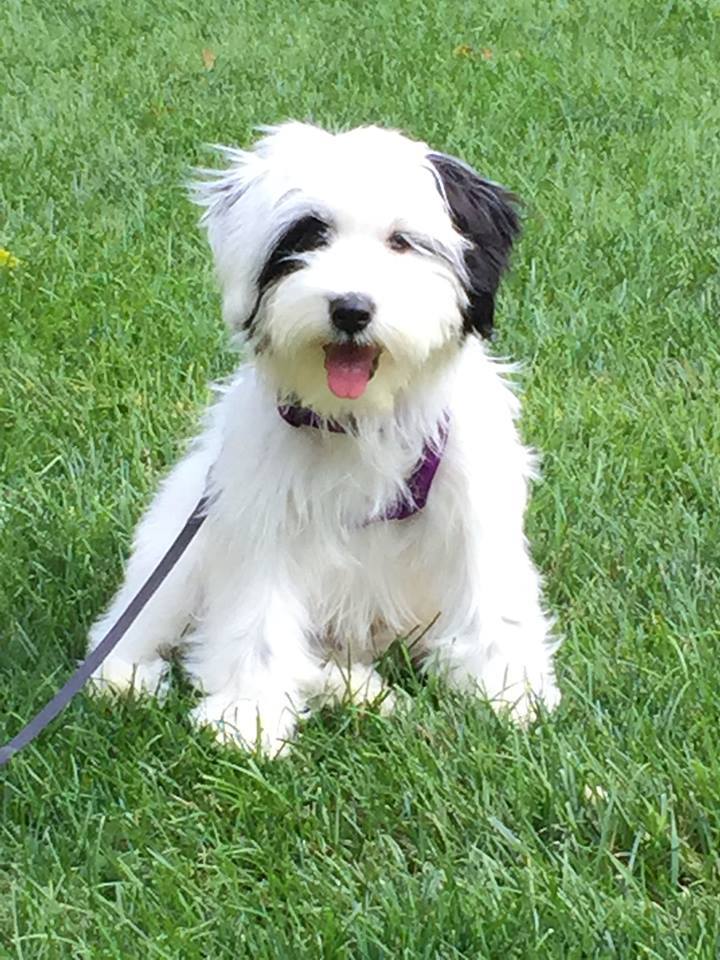 Tibetan store terrier rescue