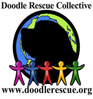 Doodle rehome 2024 and rescue