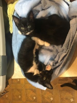All Critters Rescue, Inc.