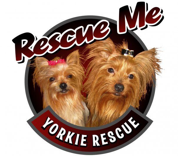 Yorkie rescue store puppies for adoption