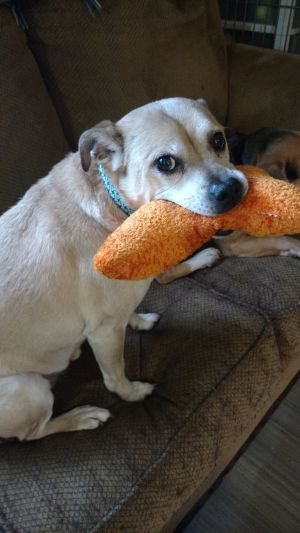Ark of Promise Rescue