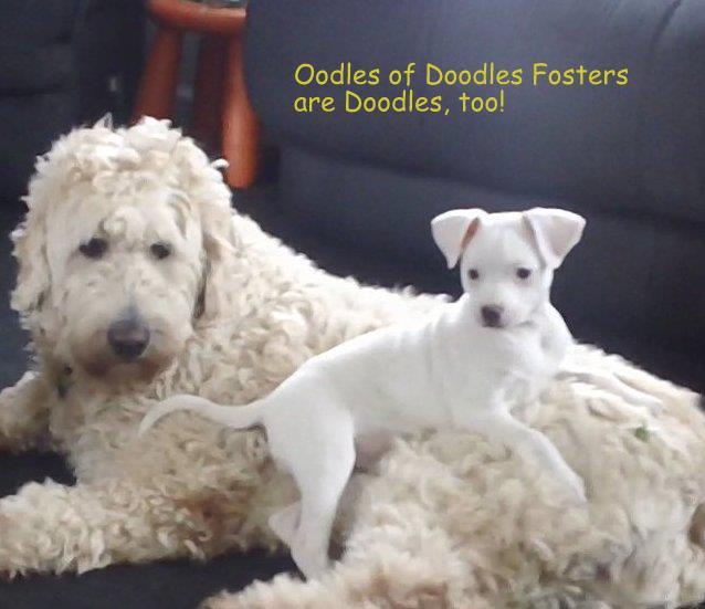 Oodles of Doodles Rescue Collective