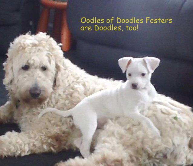 Oodles of best sale poodles rescue