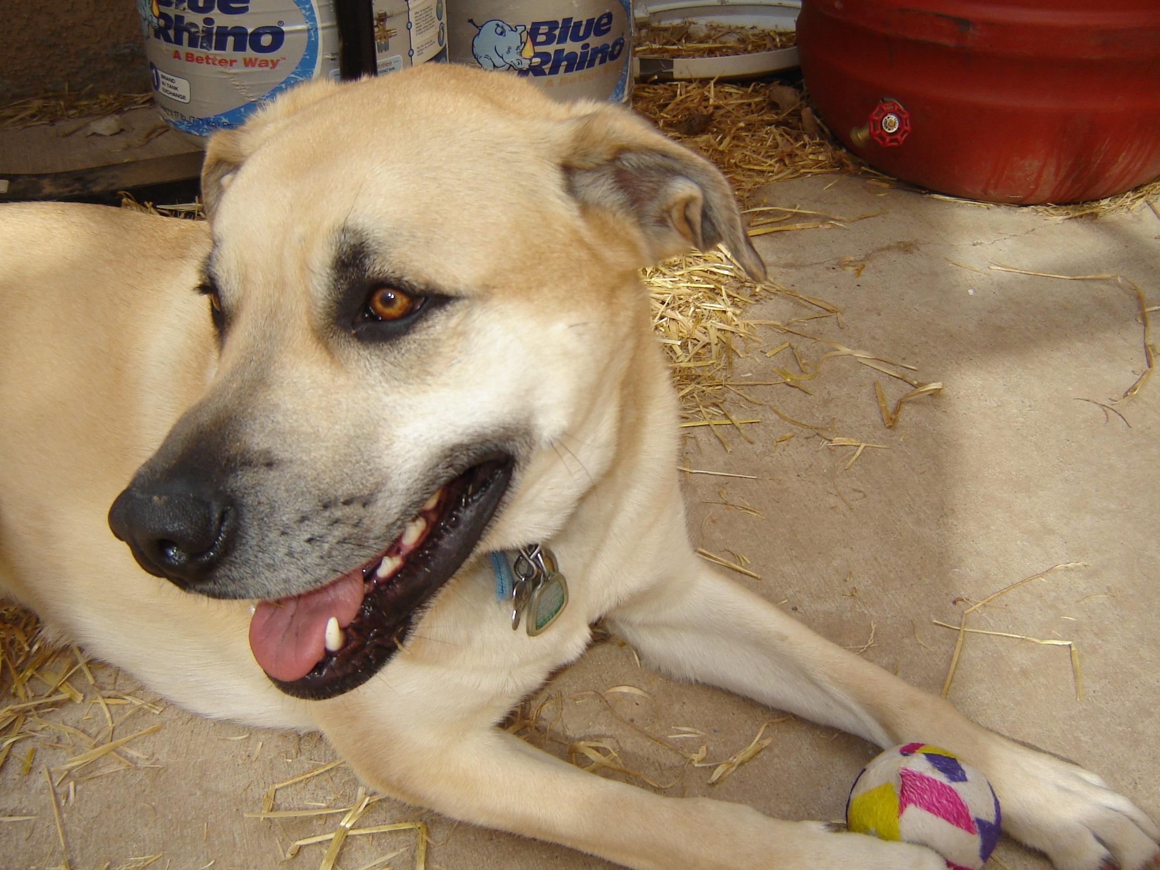 Pets for Adoption at Dew Paws Rescue, in Albuquerque, NM ...