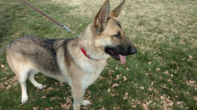 German Shepherd Dog Rescue of Central New Mexico