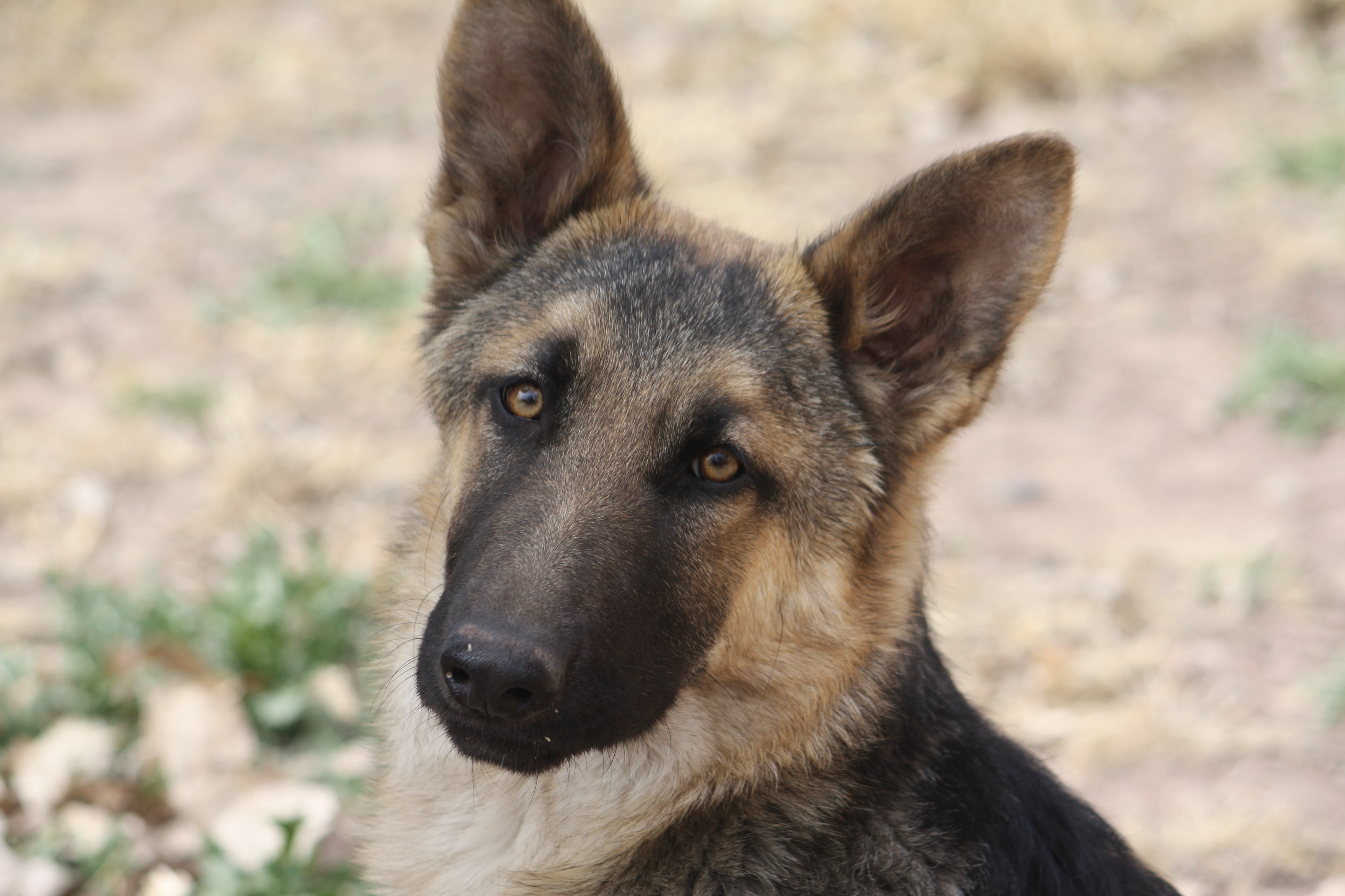 Pets for Adoption at German Shepherd Dog Rescue of Central ...