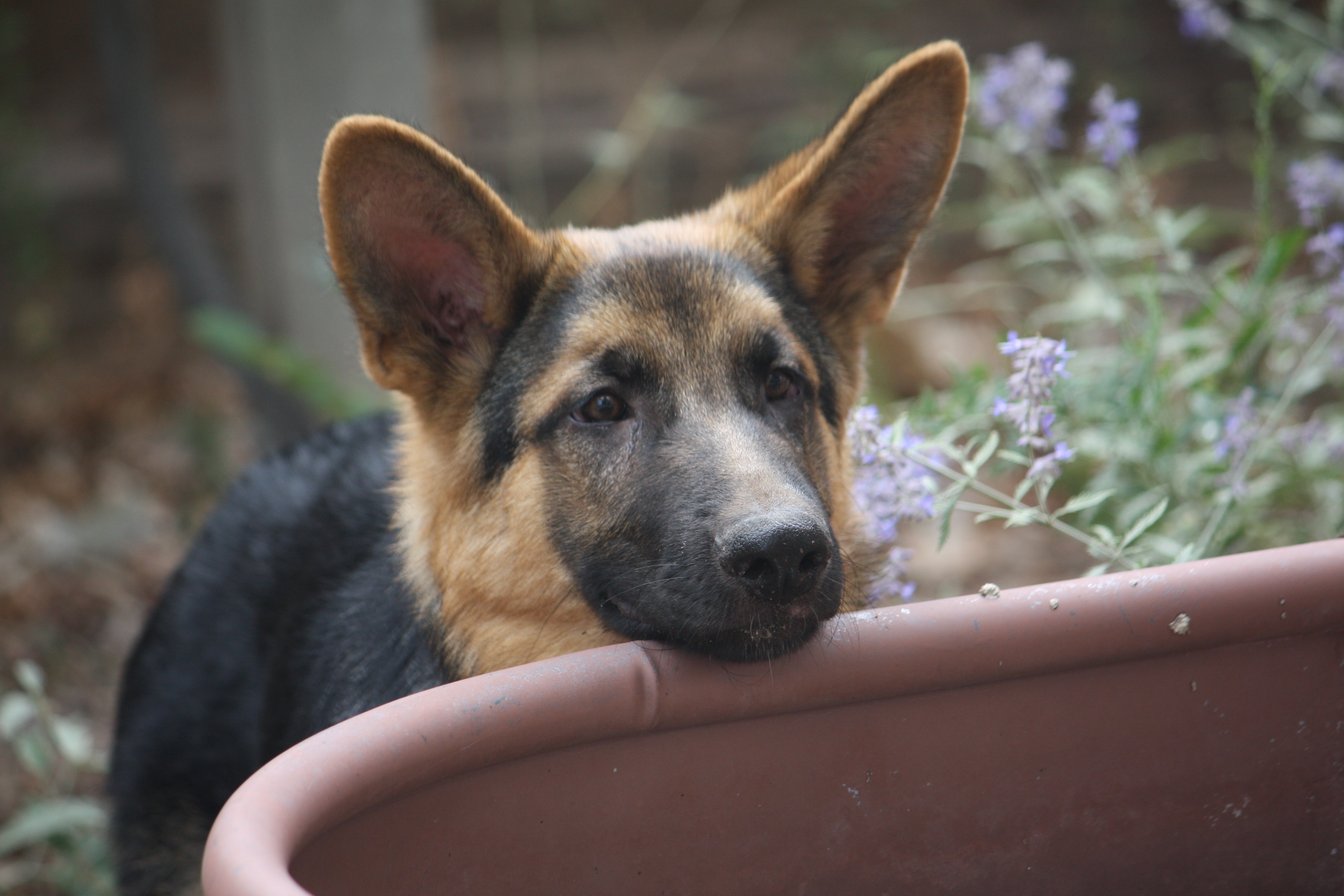 Purebred german 2024 shepherd rescue