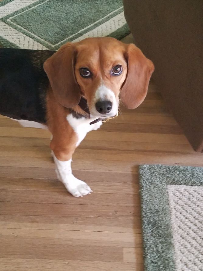 Central New Mexico Beagle Rescue