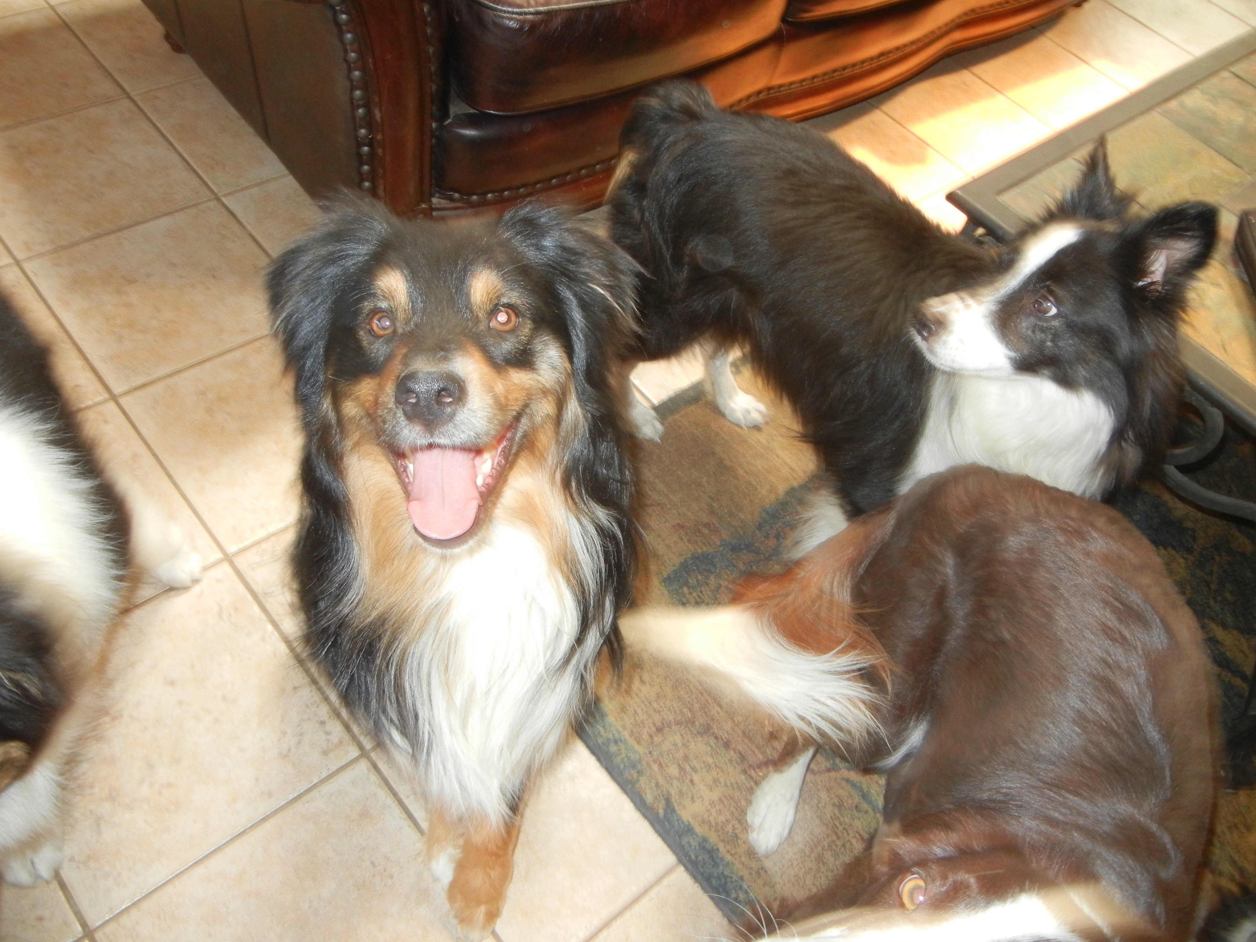 Australian shepherd border collie mix sale rescue