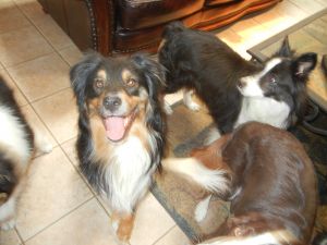 Aussie Border Collie Rescue of Northern Nevada