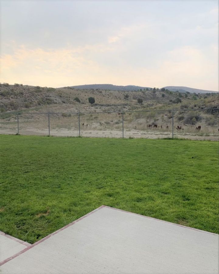 Pets for Adoption at City of Elko Animal Shelter, in Elko, NV Petfinder