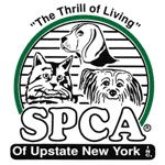 Pets for Adoption at SPCA of Upstate New York, in Queensbury, NY | Petfinder