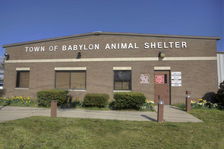 babylon animal shelter website