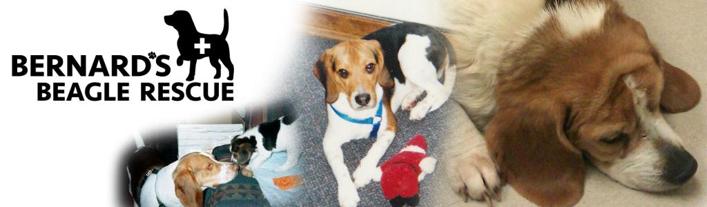 Bernards Beagle Rescue