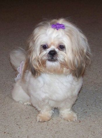 Imperial shih 2024 tzu rescue