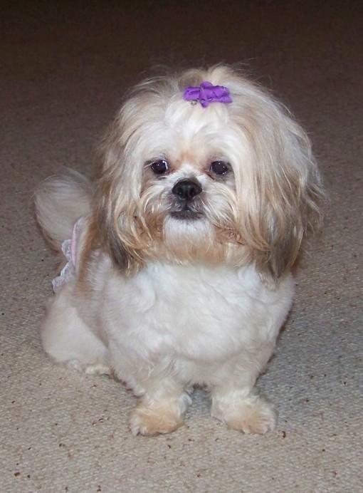 Shih tzu mix hot sale dogs for adoption