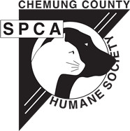 Chemung spca adoptable hot sale dogs