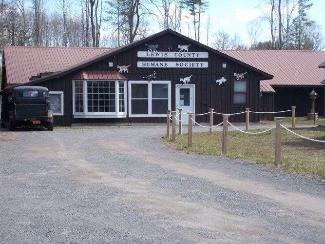 Pets for Adoption at Lewis County Humane Society, in Glenfield, NY