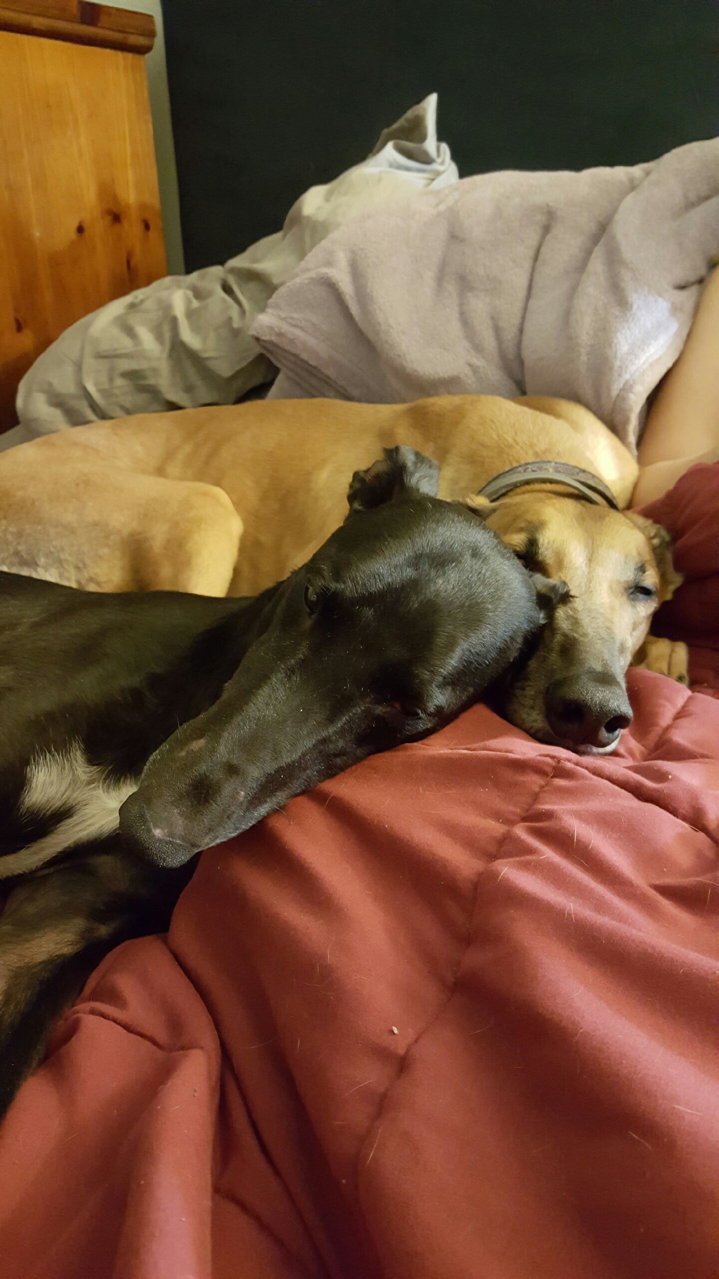 FOREVER HOME GREYHOUND ADOPTION