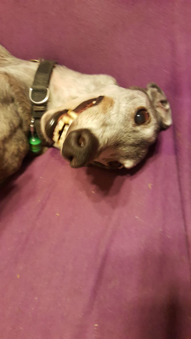 FOREVER HOME GREYHOUND ADOPTION