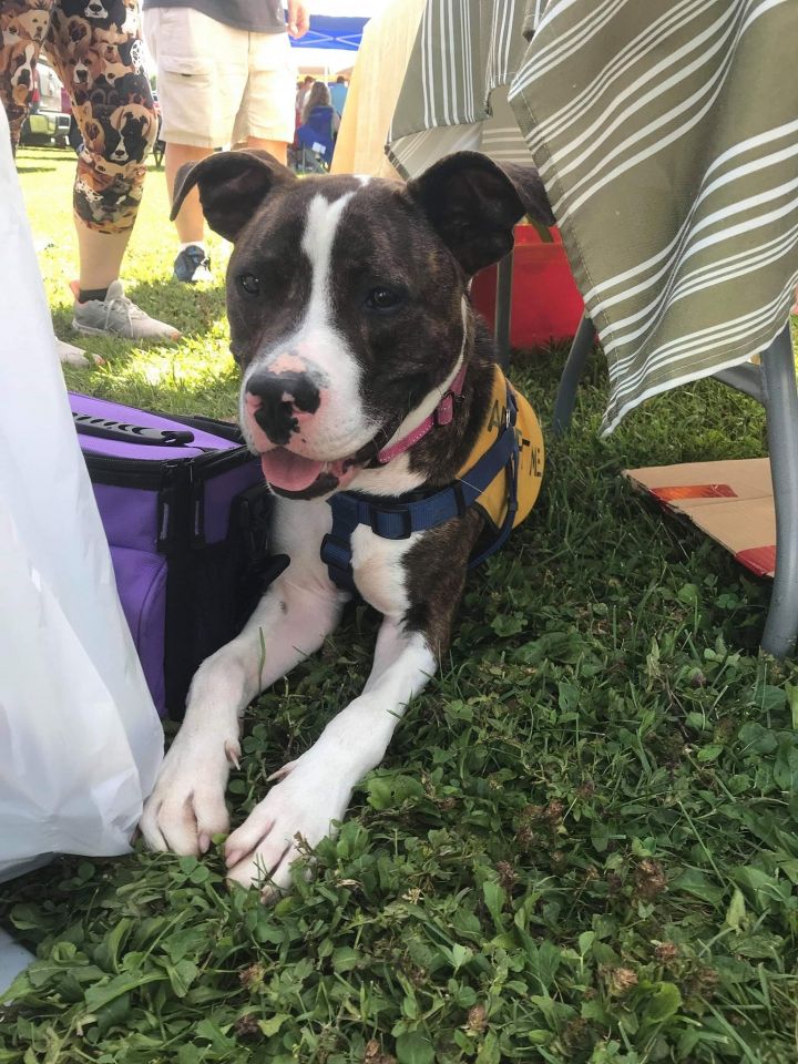 Canine Carnival 2019 Zach