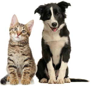 Pets for Adoption at The Humane Society, in Binghamton, NY