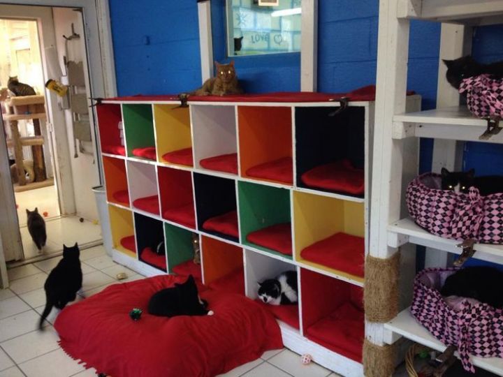 Pets for Adoption at Little Shelter Animal Rescue, in Huntington, NY