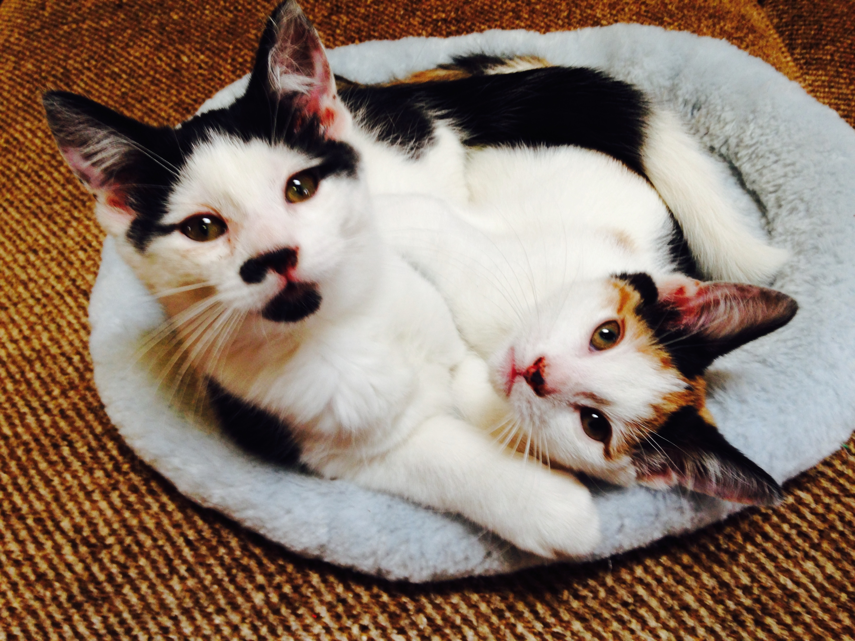 Wayward Paws Inc.