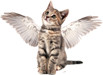 A Wing And A Prayer Animal Rescue
