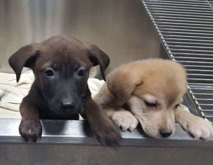 Foster and adoptive homes needed