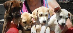 Angels In Waiting Rescue