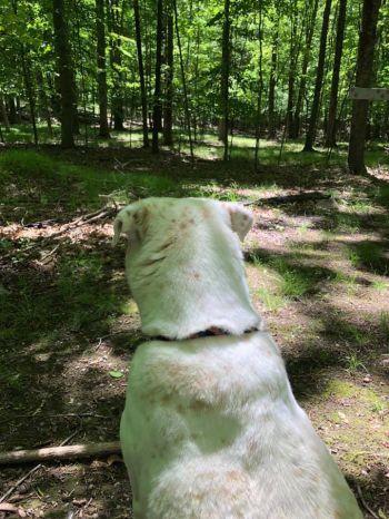 Wooded Dog Trails