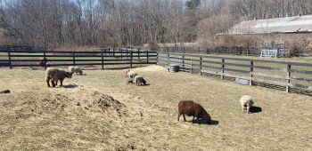 Barn Buddies