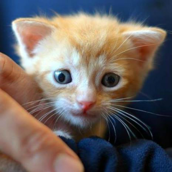 South brooklyn cat sales rescue