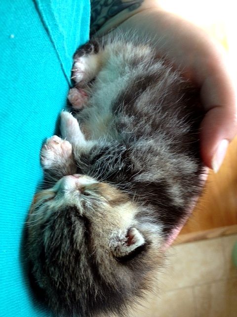 Karols Kats Cat Adoption