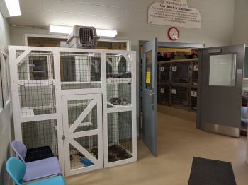 Lobby view of 1/3 adoptable cat rooms