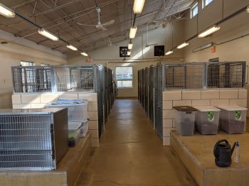 Adoptable dog room