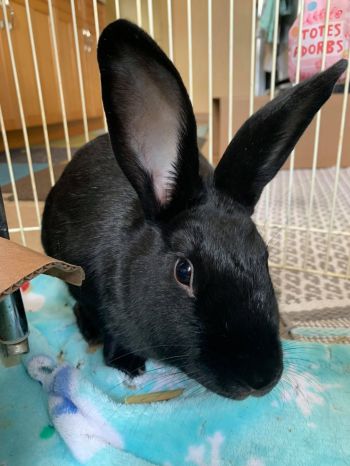 Buckeye House Rabbit Society invested in care and keeping of long-eared  pets