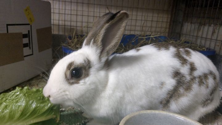 Buckeye House Rabbit Society invested in care and keeping of long-eared  pets