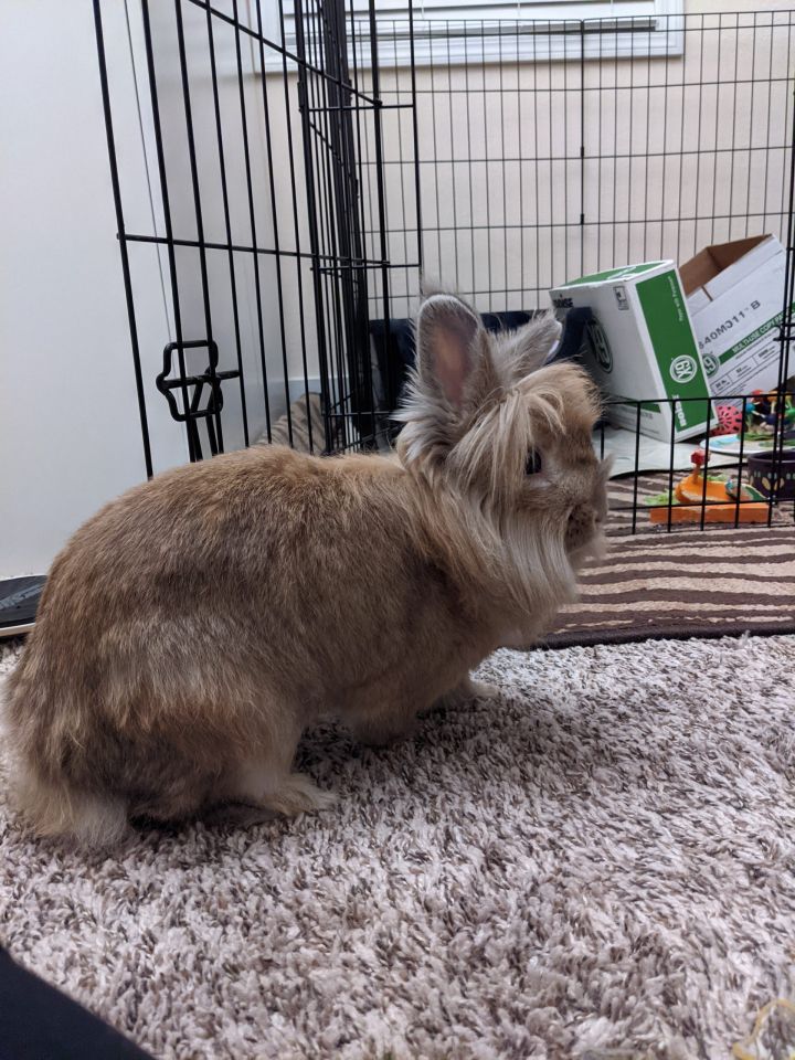 Adoptable Bunnies - Ohio House Rabbit Rescue