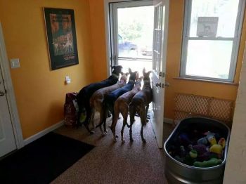 greyhounds waiting for mom to come home