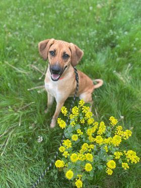 Geauga County Dog Shelter & Warden's Office